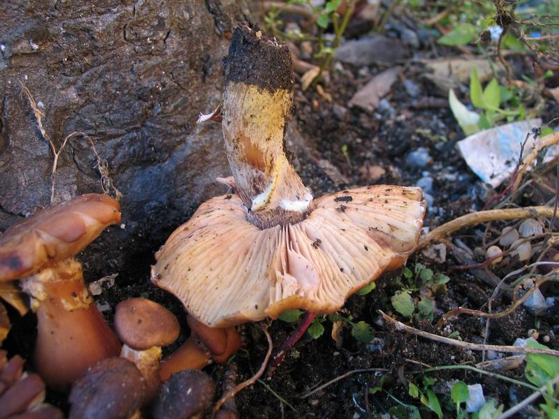 Armillaria ostoyae фото